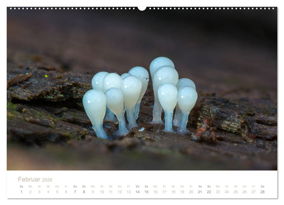 FASZINATION PILZE 2026 (CALVENDO Wandkalender 2026)