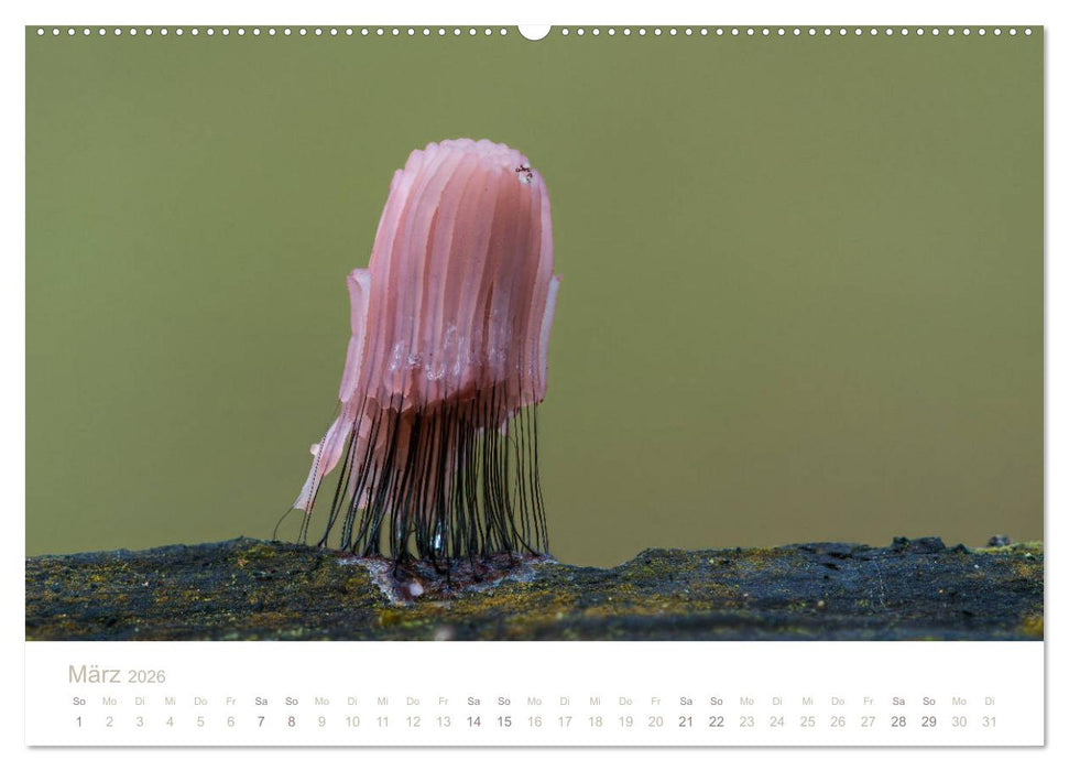 FASZINATION PILZE 2026 (CALVENDO Wandkalender 2026)