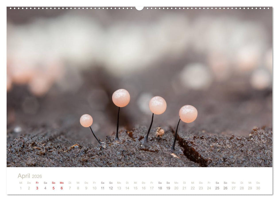 FASZINATION PILZE 2026 (CALVENDO Wandkalender 2026)