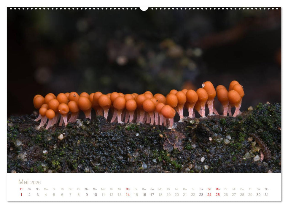 FASZINATION PILZE 2026 (CALVENDO Wandkalender 2026)