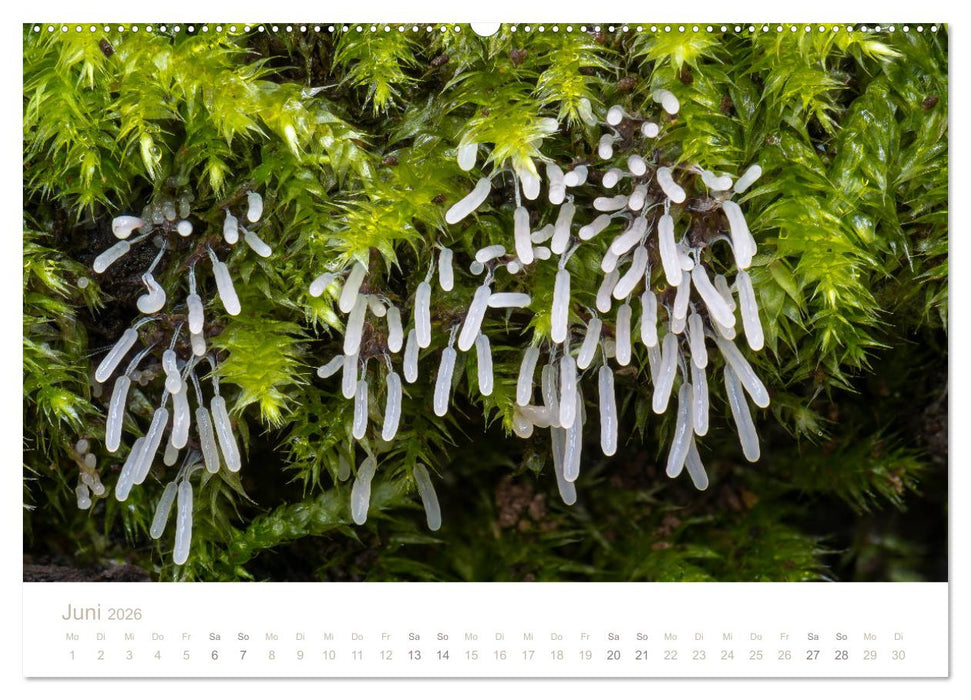 FASZINATION PILZE 2026 (CALVENDO Wandkalender 2026)