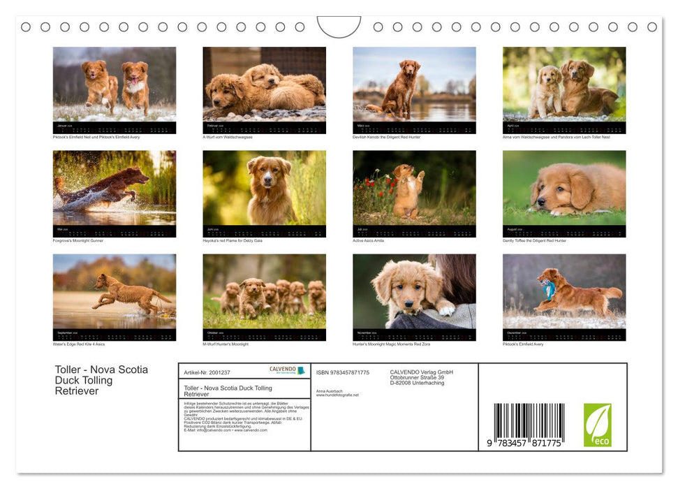 Toller - Nova Scotia Duck Tolling Retriever (CALVENDO Wandkalender 2026)