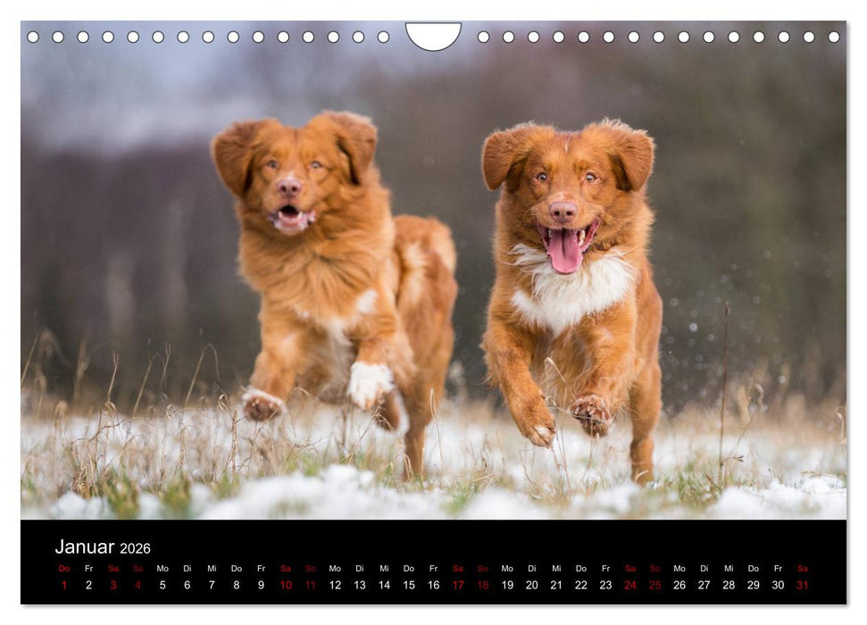 Toller - Nova Scotia Duck Tolling Retriever (CALVENDO Wandkalender 2026)