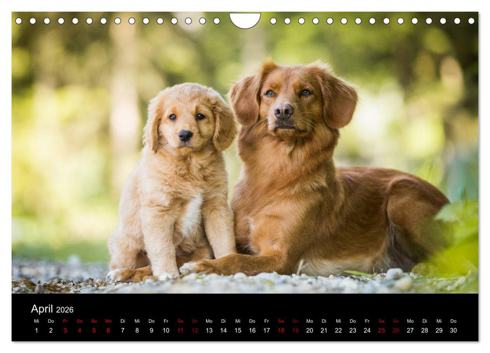 Toller - Nova Scotia Duck Tolling Retriever (CALVENDO Wandkalender 2026)