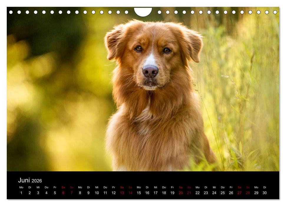 Toller - Nova Scotia Duck Tolling Retriever (CALVENDO Wandkalender 2026)