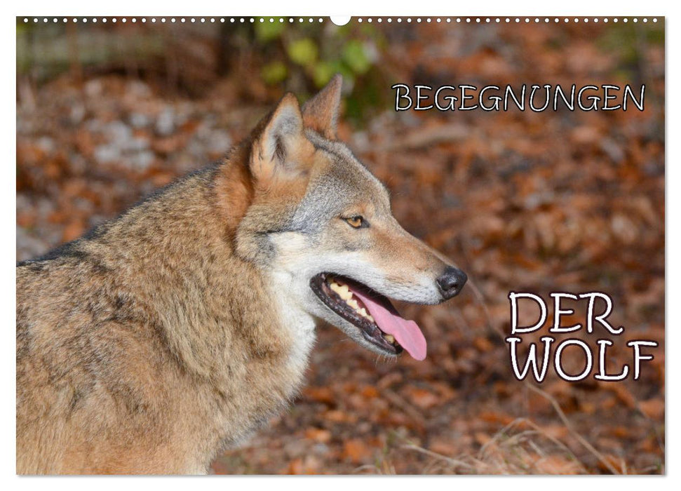 Begegnungen DER WOLF (CALVENDO Wandkalender 2026)