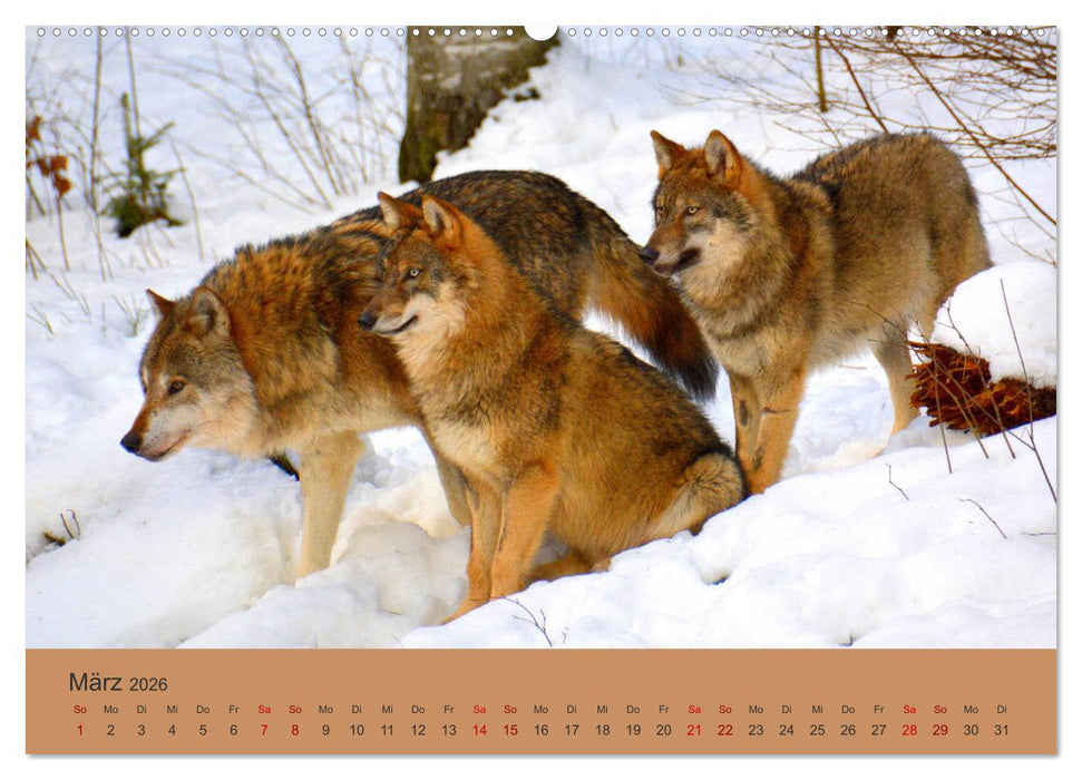 Begegnungen DER WOLF (CALVENDO Wandkalender 2026)