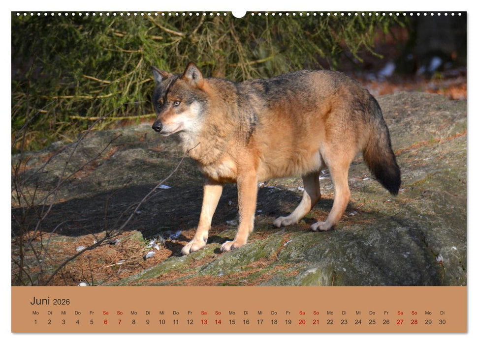 Begegnungen DER WOLF (CALVENDO Wandkalender 2026)