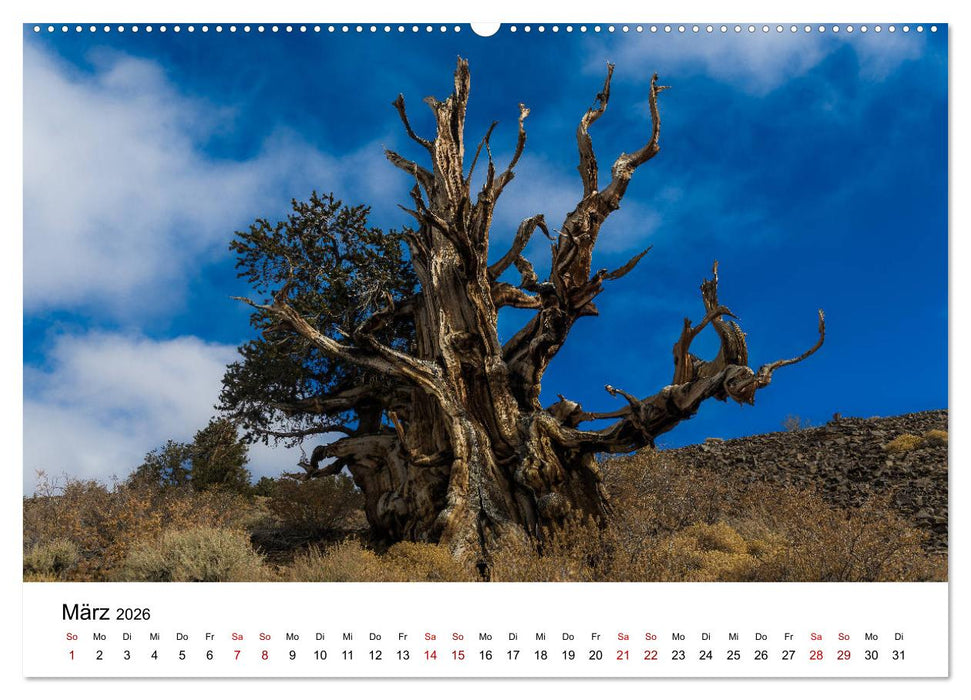 Naturparadiese zwischen Los Angeles und Las Vegas (CALVENDO Wandkalender 2026)