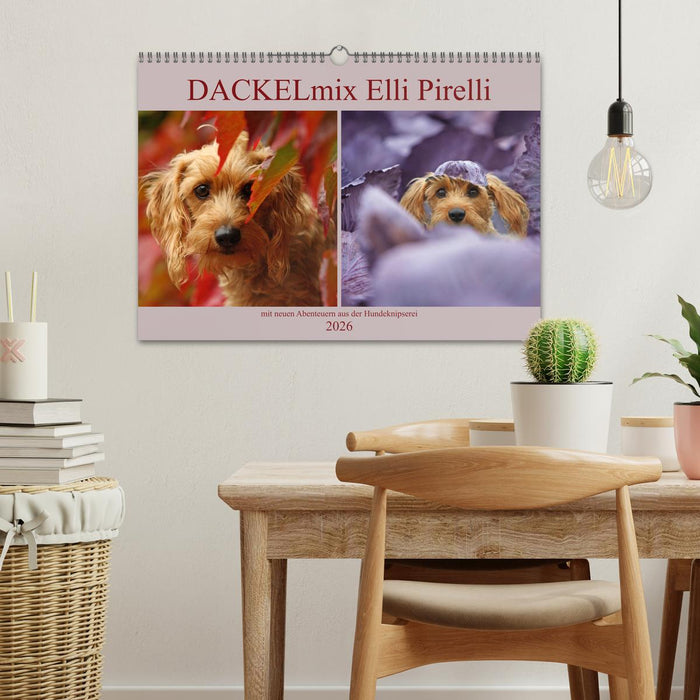 DACKELmix Elli Pirelli (CALVENDO Wandkalender 2026)