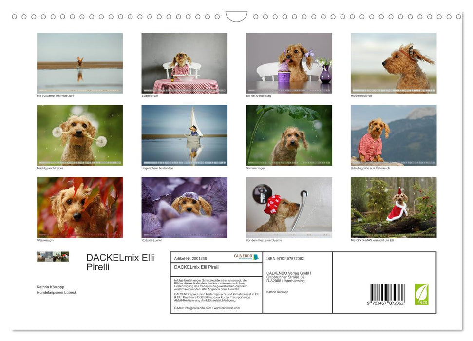 DACKELmix Elli Pirelli (CALVENDO Wandkalender 2026)