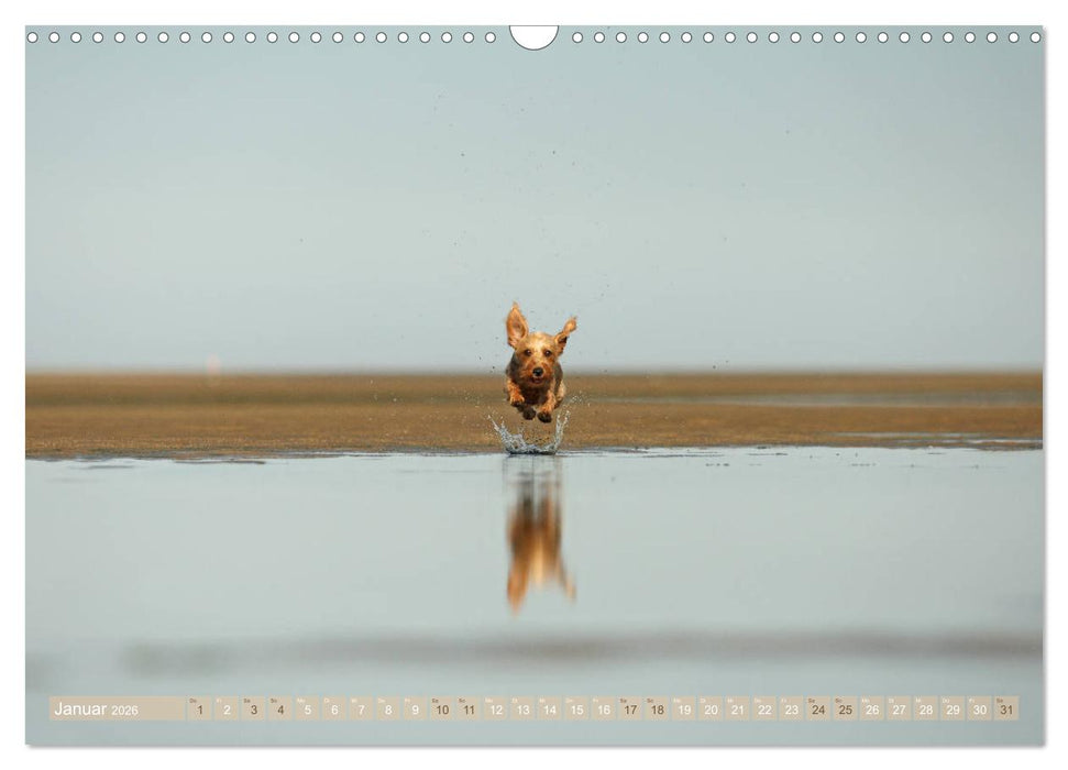 DACKELmix Elli Pirelli (CALVENDO Wandkalender 2026)