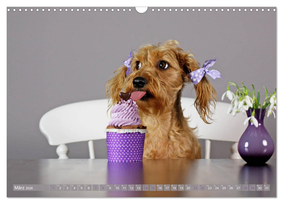 DACKELmix Elli Pirelli (CALVENDO Wandkalender 2026)