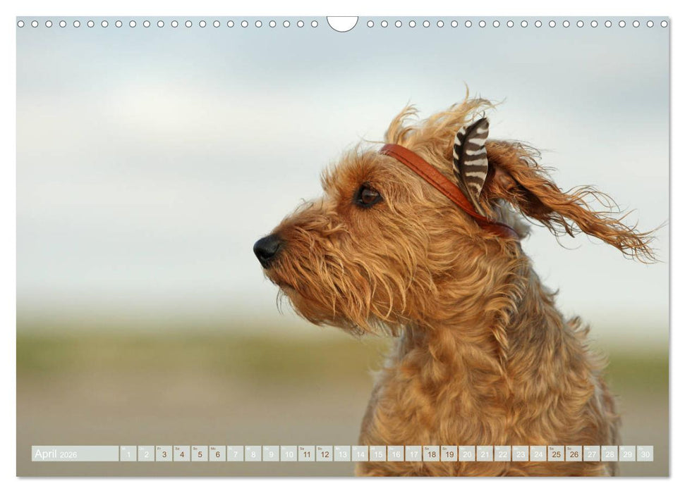 DACKELmix Elli Pirelli (CALVENDO Wandkalender 2026)