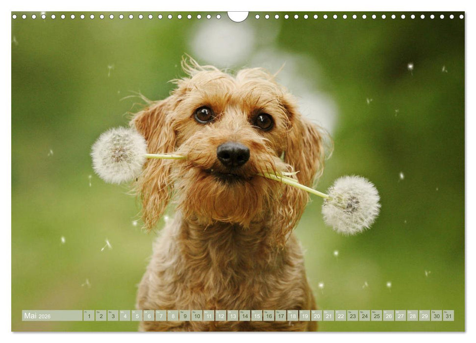 DACKELmix Elli Pirelli (CALVENDO Wandkalender 2026)