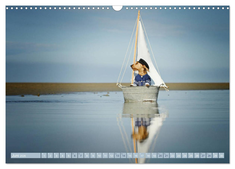 DACKELmix Elli Pirelli (CALVENDO Wandkalender 2026)