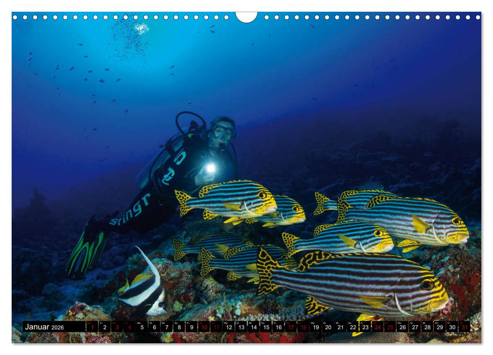 Malediven - Die bunte Unterwasserwelt (CALVENDO Wandkalender 2026)