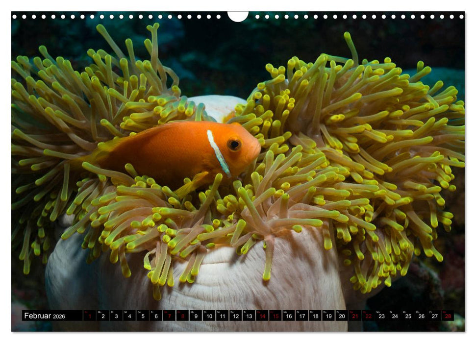 Malediven - Die bunte Unterwasserwelt (CALVENDO Wandkalender 2026)