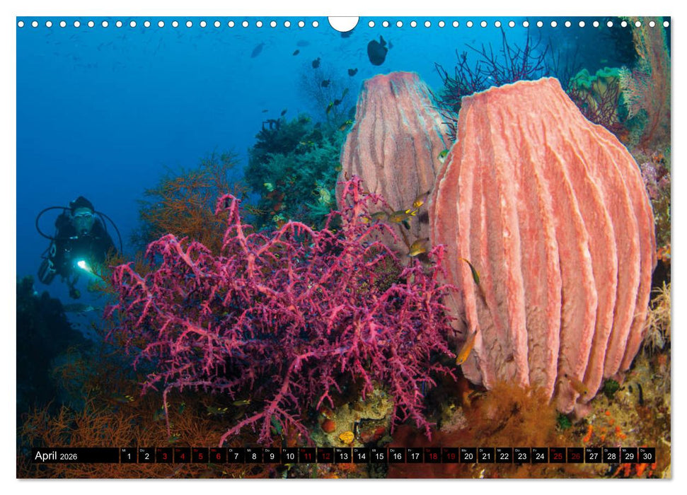 Malediven - Die bunte Unterwasserwelt (CALVENDO Wandkalender 2026)