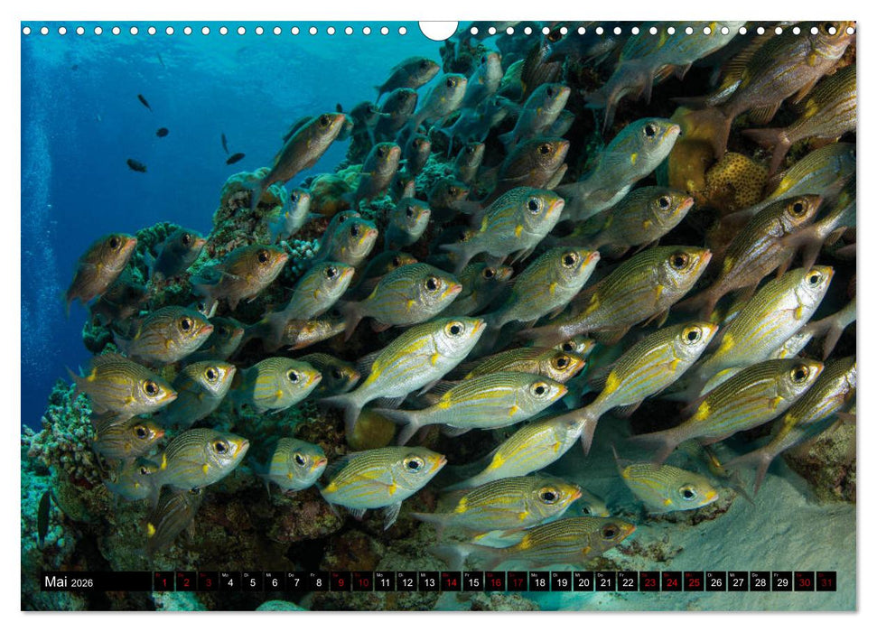Malediven - Die bunte Unterwasserwelt (CALVENDO Wandkalender 2026)