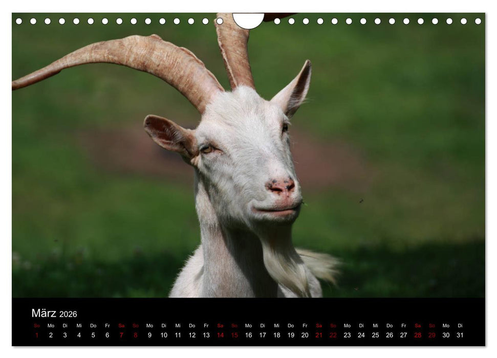 Eulhof (CALVENDO Wandkalender 2026)