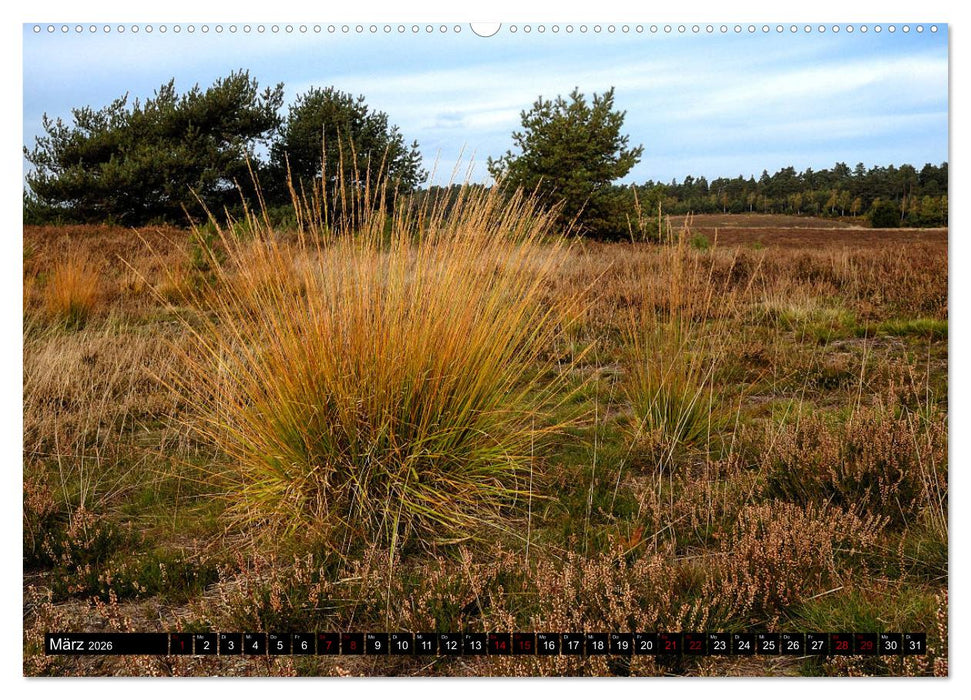Lüneburger Heide (CALVENDO Wandkalender 2026)