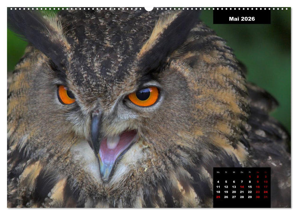 Greifvögel - Herrscher der Lüfte (CALVENDO Wandkalender 2026)