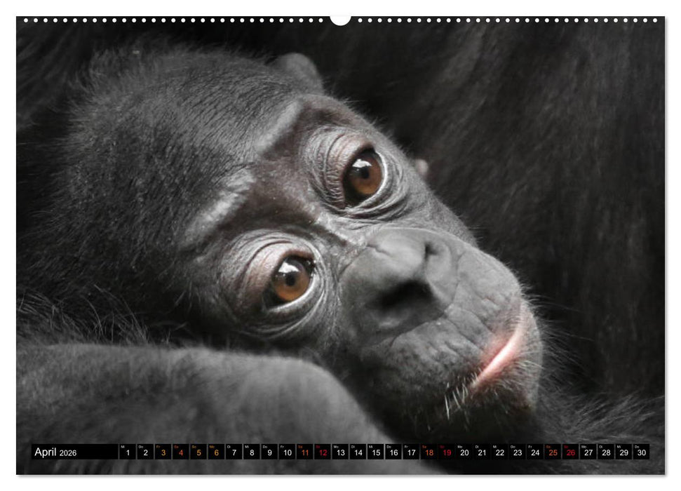 MENSCHEN-AFFEN-KINDER (CALVENDO Wandkalender 2026)