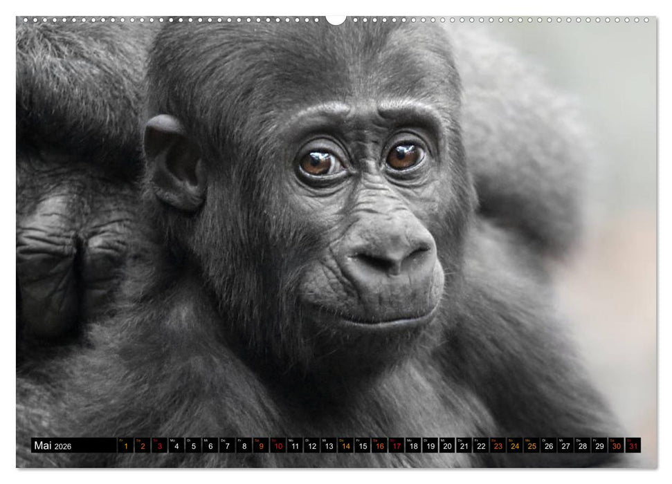 MENSCHEN-AFFEN-KINDER (CALVENDO Wandkalender 2026)