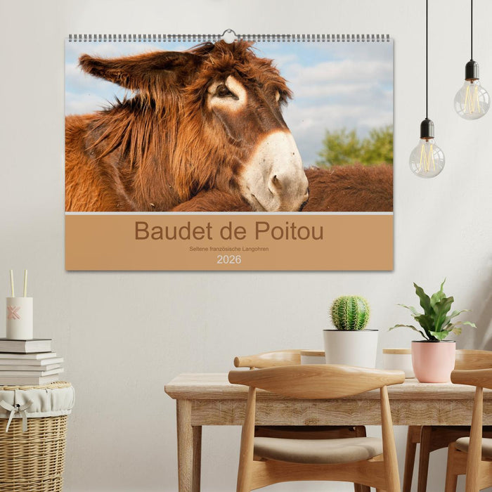 Baudet de Poitou - Seltene französische Langohren (CALVENDO Wandkalender 2026)