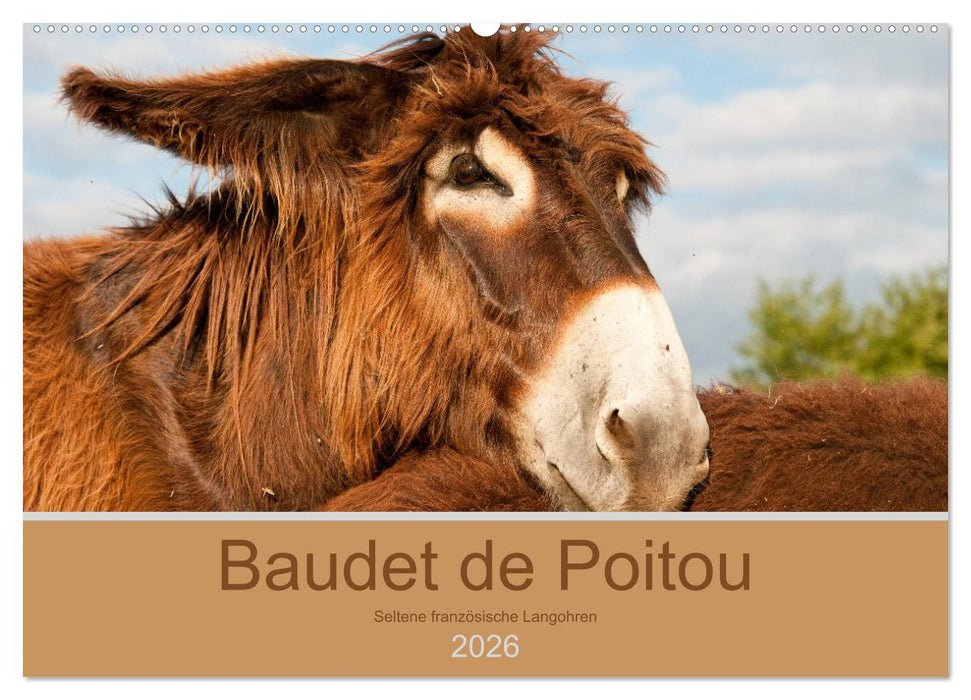 Baudet de Poitou - Seltene französische Langohren (CALVENDO Wandkalender 2026)