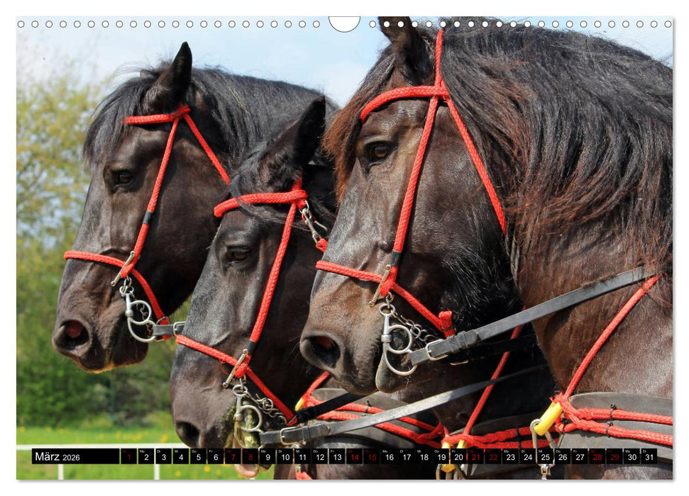 Schwere Pferde 2026 (CALVENDO Wandkalender 2026)