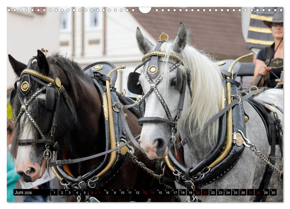 Schwere Pferde 2026 (CALVENDO Wandkalender 2026)