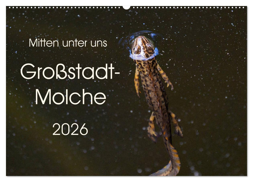 Mitten unter uns - Großstadt-Molche (CALVENDO Wandkalender 2026)