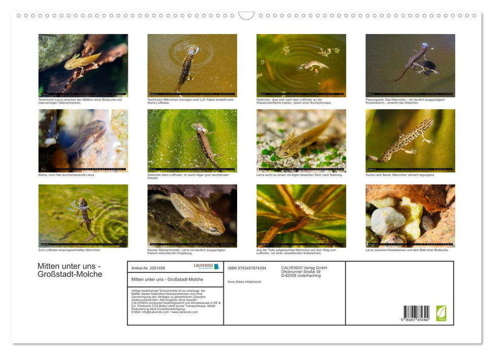 Mitten unter uns - Großstadt-Molche (CALVENDO Wandkalender 2026)