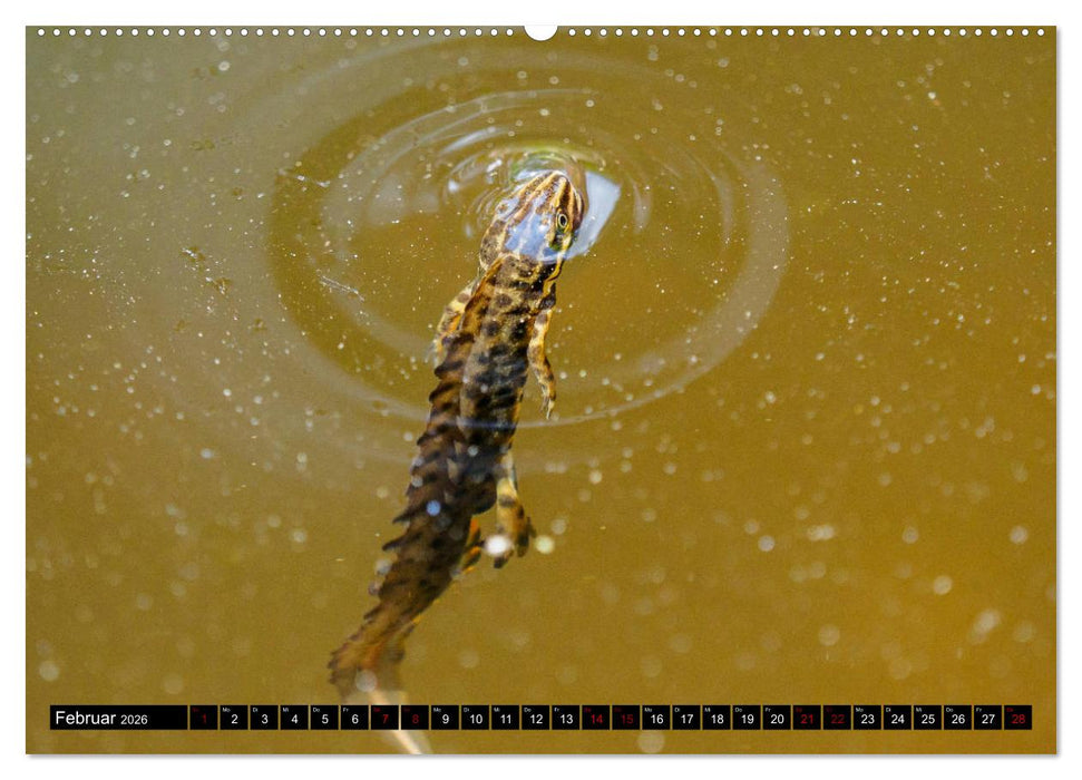 Mitten unter uns - Großstadt-Molche (CALVENDO Wandkalender 2026)
