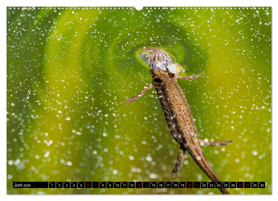 Mitten unter uns - Großstadt-Molche (CALVENDO Wandkalender 2026)
