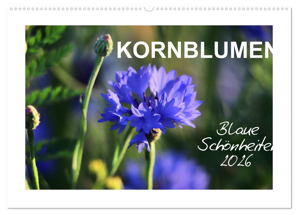 Kornblumen - Blaue Schönheiten (CALVENDO Wandkalender 2026)