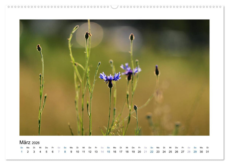 Kornblumen - Blaue Schönheiten (CALVENDO Wandkalender 2026)