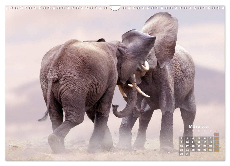 WILDE TIERE IN AKTION (CALVENDO Wandkalender 2026)