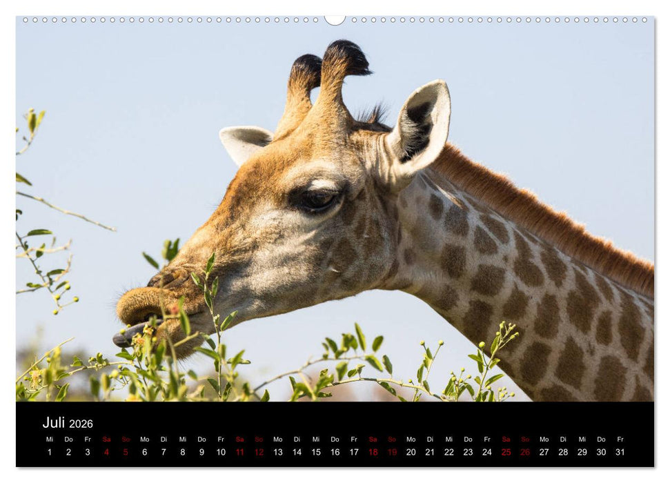 Afrika - Faszination Tierwelt (CALVENDO Premium Wandkalender 2026)