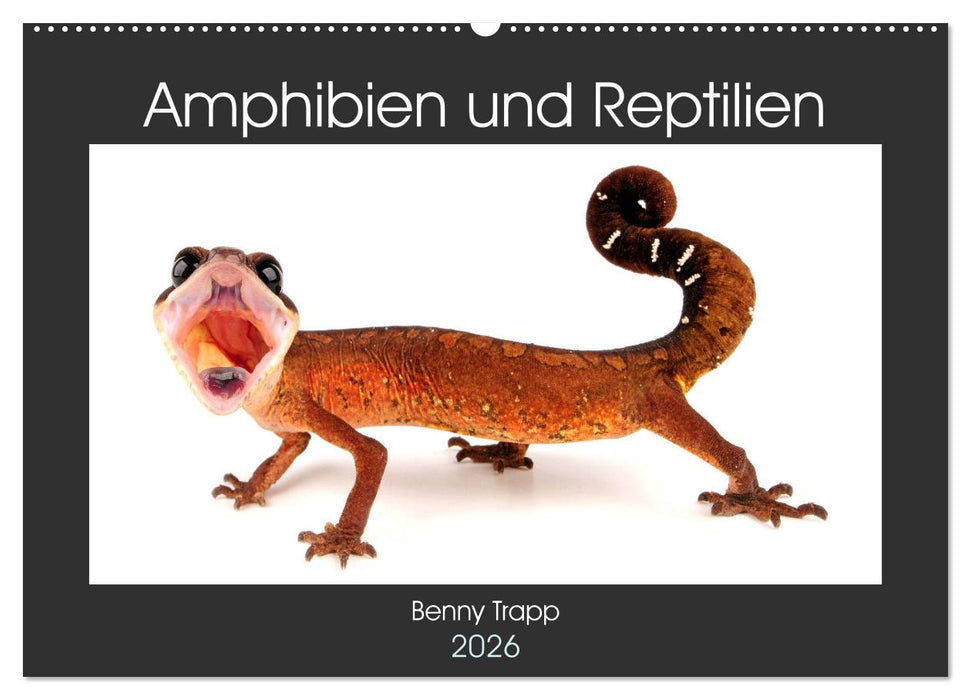 Amphibien und Reptilien (CALVENDO Wandkalender 2026)