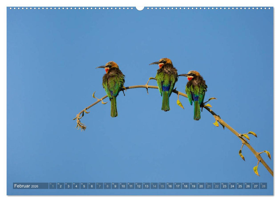 Abenteuer Sambia (CALVENDO Wandkalender 2026)