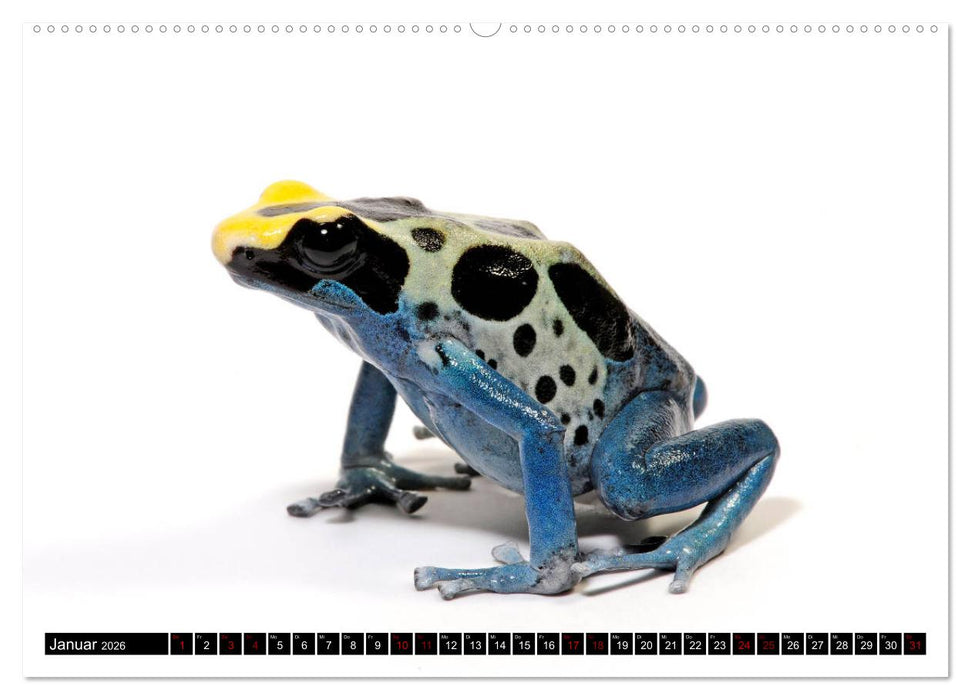 Farbenpracht der Frösche (CALVENDO Wandkalender 2026)