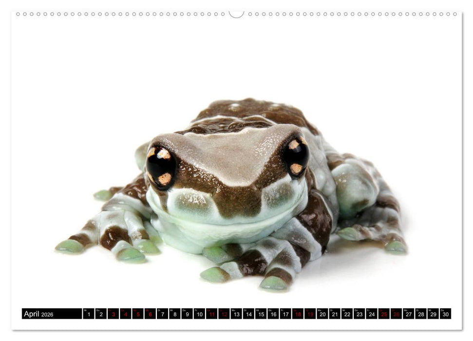 Farbenpracht der Frösche (CALVENDO Wandkalender 2026)