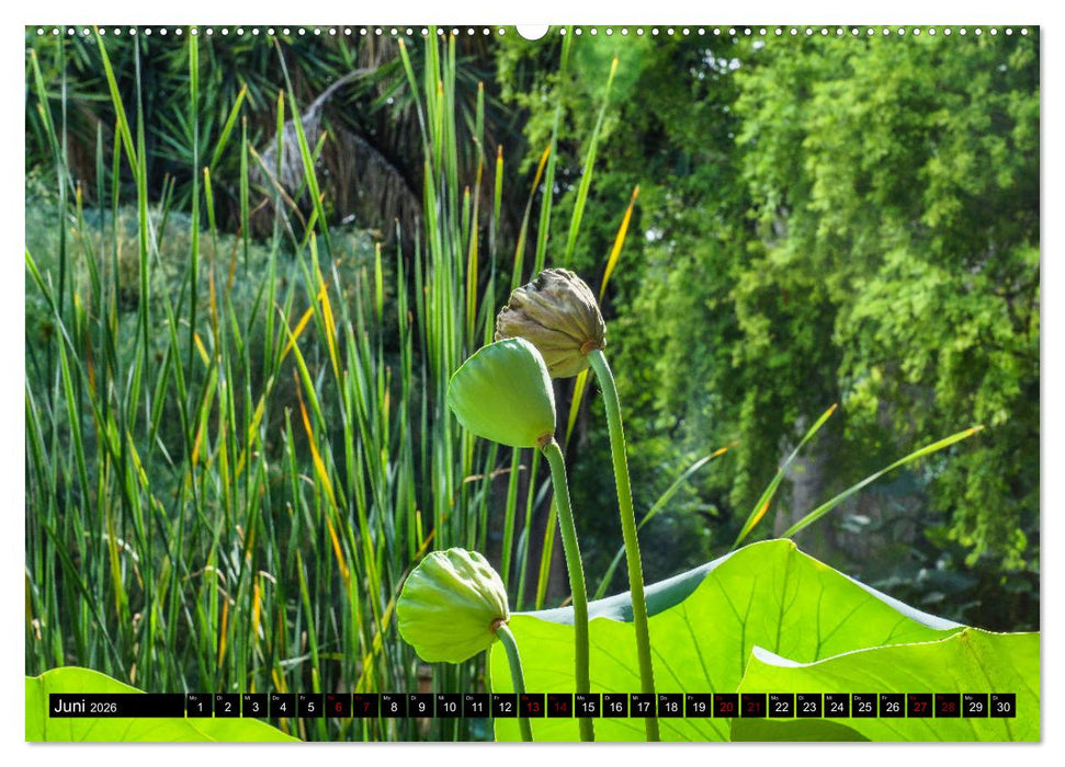 Botanischer Garten Palermo (CALVENDO Wandkalender 2026)