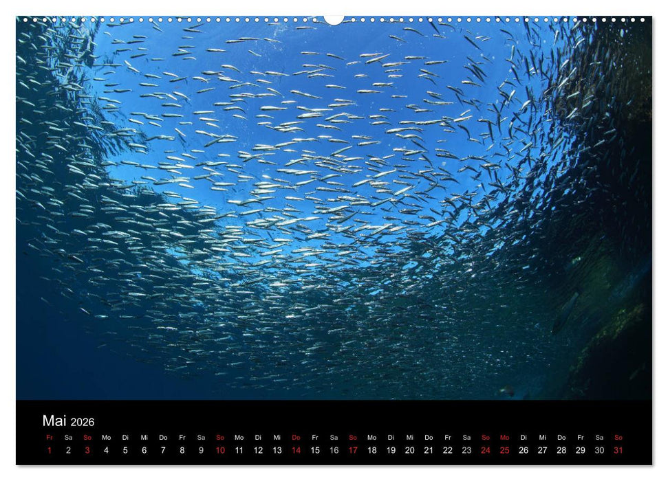 Bilder der Tiefe 2026 (CALVENDO Wandkalender 2026)