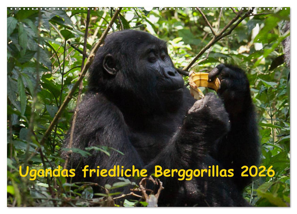 Ugandas friedliche Berggorillas (CALVENDO Wandkalender 2026)