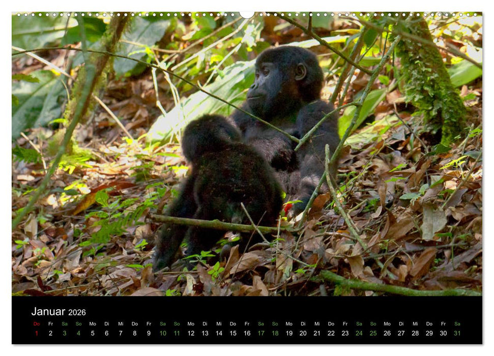 Ugandas friedliche Berggorillas (CALVENDO Wandkalender 2026)
