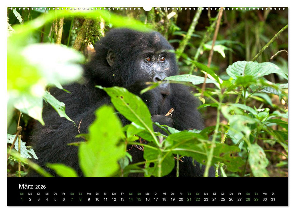 Ugandas friedliche Berggorillas (CALVENDO Wandkalender 2026)